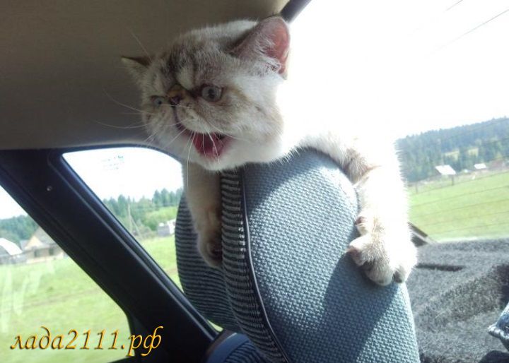 испуганная кошка в автомобиле