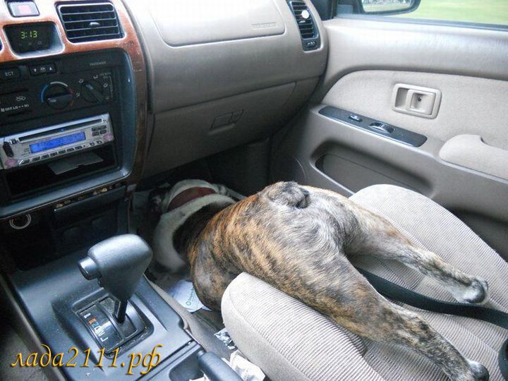 собака в авто без ремней безопасности