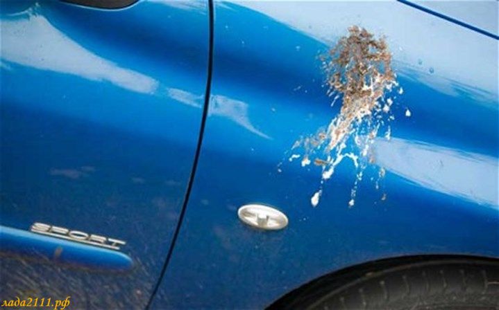 Как лучше удалить птичий помет с кузова автомобиля