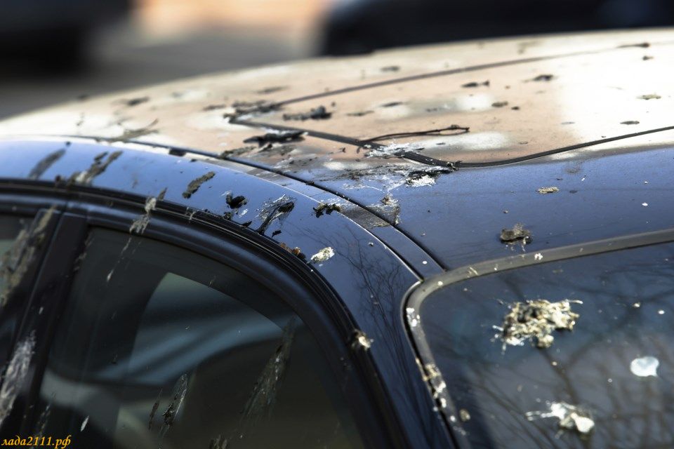 Может ли птичий помет оставить следы на краске машины